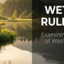 wetland-in-wetland-conservation
